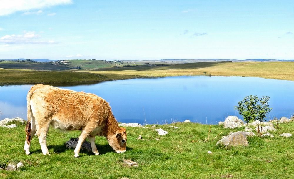 Lac-Aubrac
